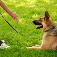 Sit Means Sit Dog Training