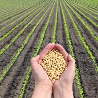 Blood Tribe Forage Processing Plant