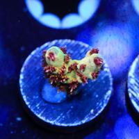 Corals
