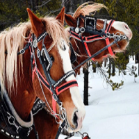 Golden Horseshoe Sleigh Rides