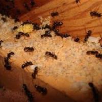 Barrett Pest & Termite Services