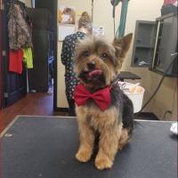 Doggy Designs Grooming Salon