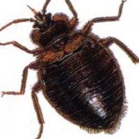Indian Valley Pest Control & Bed Bug Services LLC