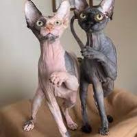 Hairless kittens for sale