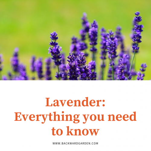 Guide to grow lavender in your backyard garden