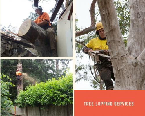 TREE LOPPING SERVICES