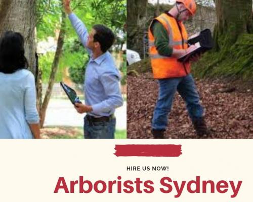 Arborist sydney