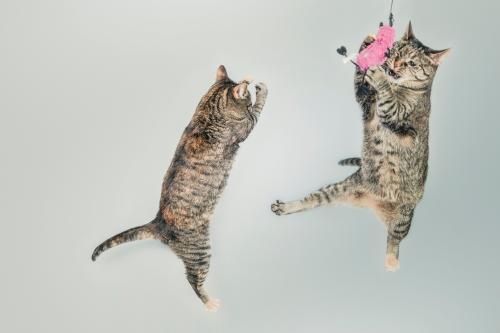 animals-cats-cute-4602(1)