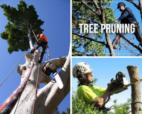 Tree Pruning