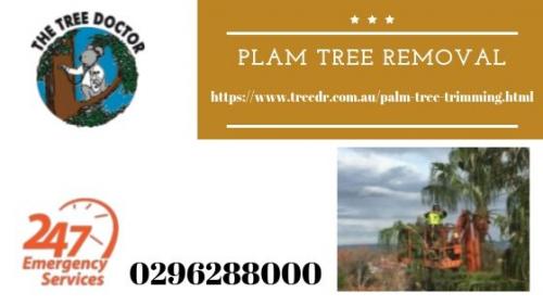 Plam TRee Removal