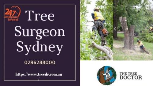 Tree Surgeon Sydney