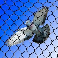 pigeon net