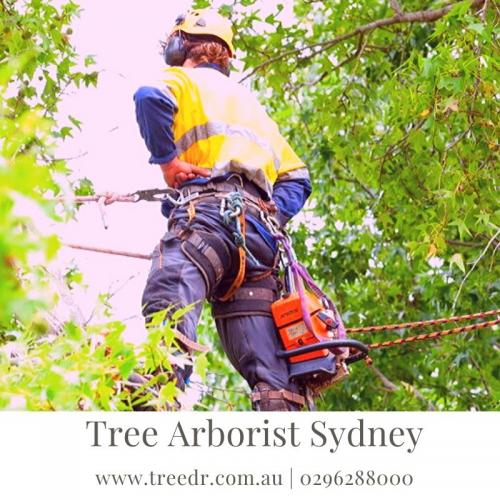 Tree Arborist Sydney