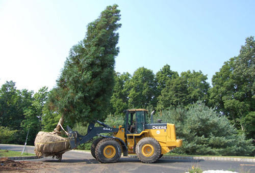 tree-transplantation