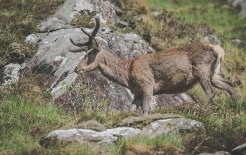 Red Deer