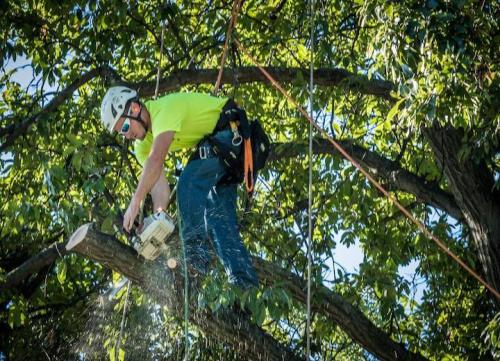 tree-cutting-service-sydney