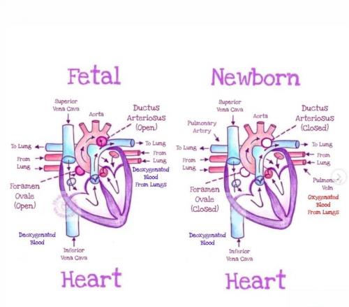 fetal new born heart