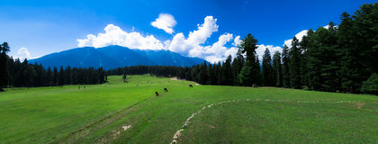 Kashmir Local Sightseen Disney Land Travels  (19)
