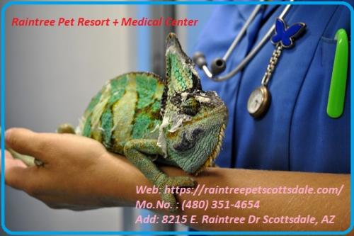 Top-Rated Exotic Animal Hospital in Scottsdale AZ