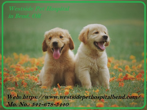Get high-quality medical & surgical services for pets