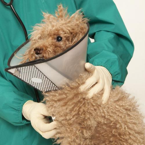 VeterinaryHospitals3