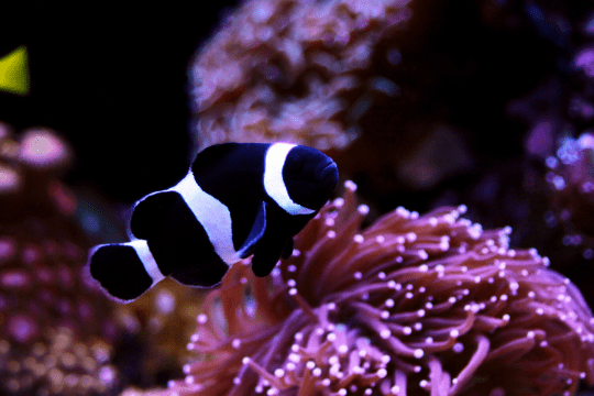 The-Black-and-White-Clownfish-min