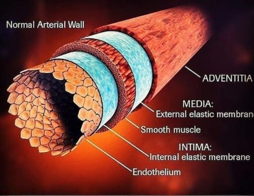 atrial wall