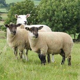 vitamin and mineral drench for sheep