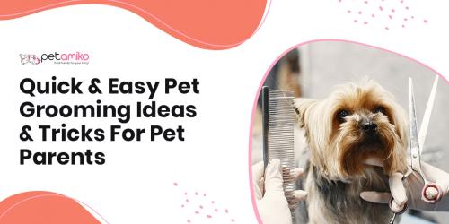 quick-and-easy-pet-grooming-ideas-and-tricks-for-pet-parents-petamiko-blogs