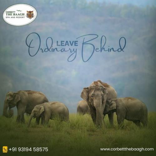 Corbett The Baagh Spa & Resort on your next vacation