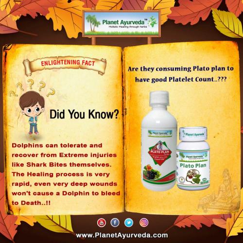 Plato Plan Syrup - Increase Platelet Count Naturally