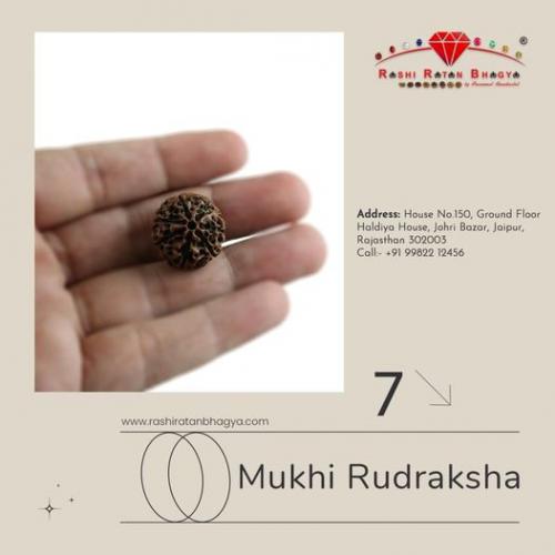 7 Mukhi Rudraksha