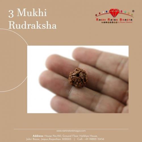 3 Mukhi Rudraksha