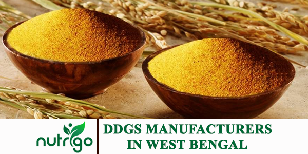 DDGS-manufacturers-in-West-Bengal
