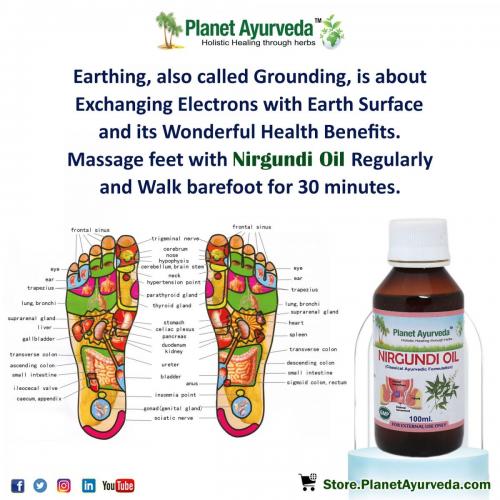 Health Benefits of Nirgundi Oil - Ayurveda