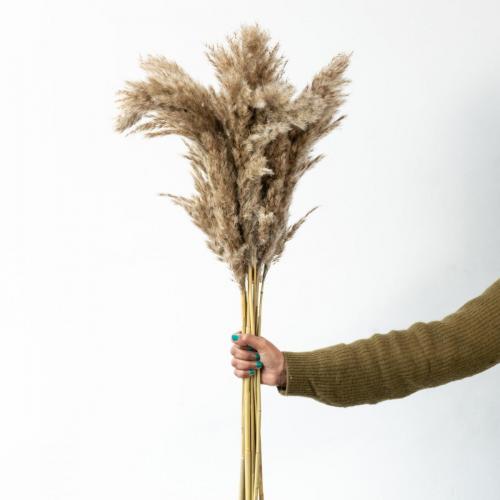 Natural Pampas Grass-Home Decor