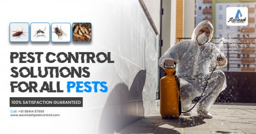 Pest Control Services in Chennai