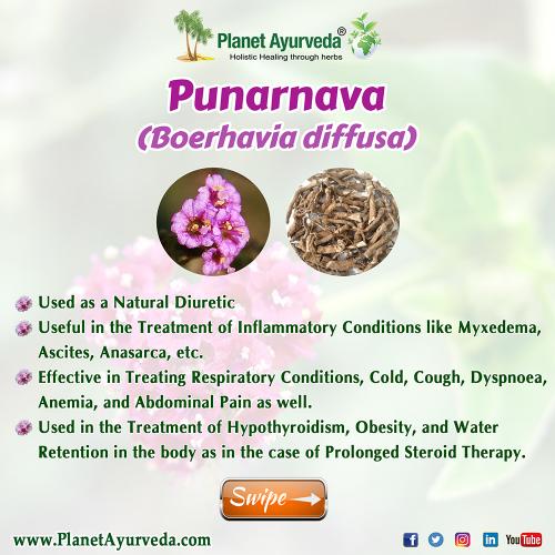 Punarnava (Boerhavia diffusa)-Health Benefits and Medicinal Properties