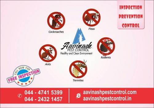 Pest Control Services in Chennai