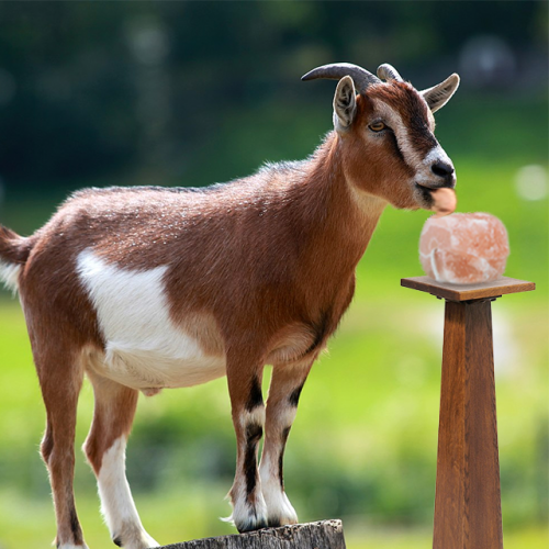 Himalayan Salt Lick For Goats