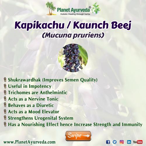 Kapikachu -  Kaunch Beej General Banner