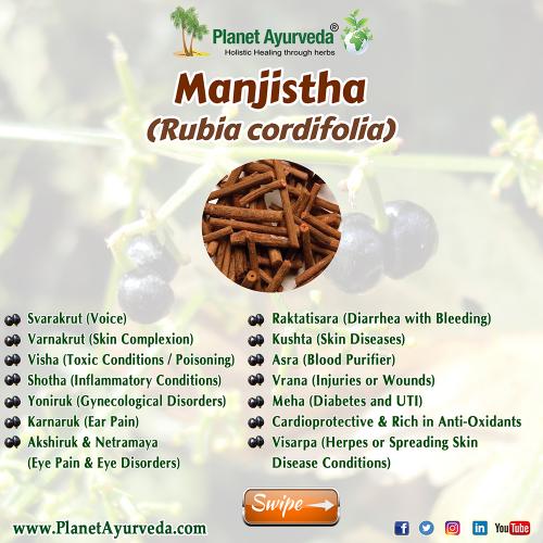 Manjistha (Rubia cordifolia)-Benefits and Medicinal Uses