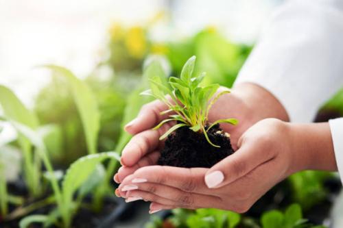 Japan Biofertilizer Market