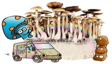 Buy Psychedelics & Psilocybin Magic Mushrooms capsules Online