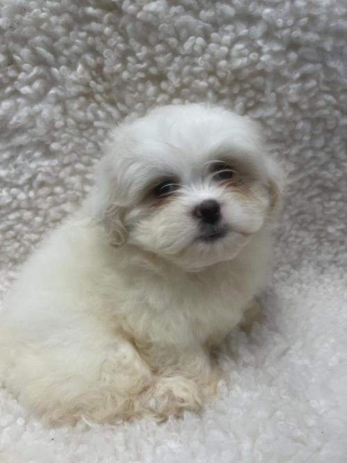 Luxury Puppies NY Long Island New York