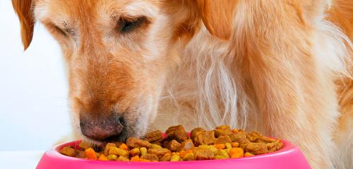 India Dog Food Market2