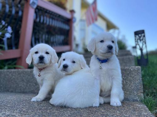 Golden-Retriever-Puppies-1