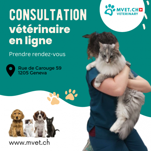 consultation vétérinaire en ligne