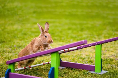 Amazing_Bunny_Leaps_How_High_Can_Rabbits_Jump__3__p34YF4pXI