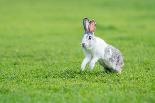 Amazing_Bunny_Leaps_How_High_Can_Rabbits_Jump__4__U-8gwdgBZ